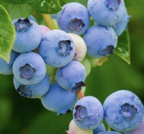 Brusnice borůvka - Vaccinium myrtillus