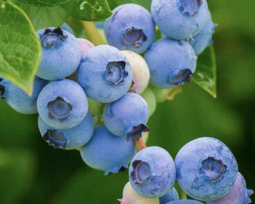 Brusnice borůvka, borůvka lesní