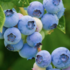 Vaccinium myrtillus.png