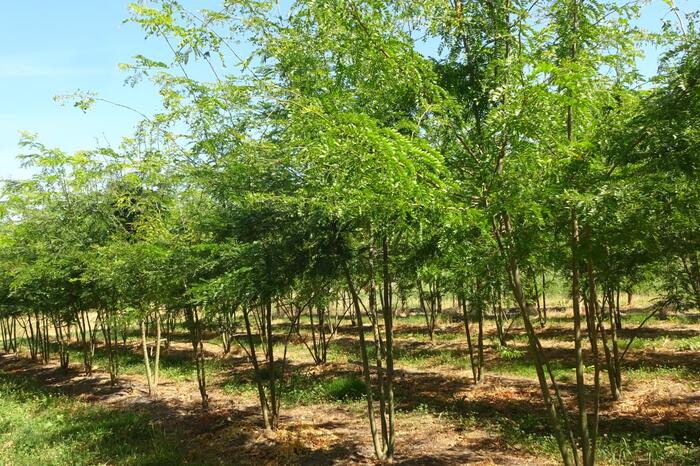 Dřezovec trojtrnný 'Inermis' - Gleditsia triacanthos 'Inermis'