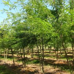 Dřezovec trojtrnný 'Inermis' - Gleditsia triacanthos 'Inermis'