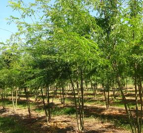 Dřezovec trojtrnný 'Inermis' - Gleditsia triacanthos 'Inermis'