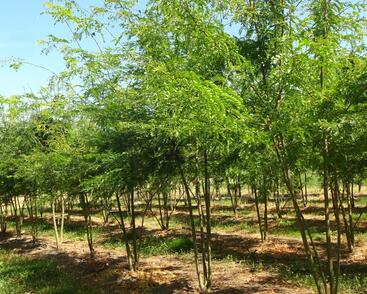 Dřezovec trojtrnný 'Inermis'