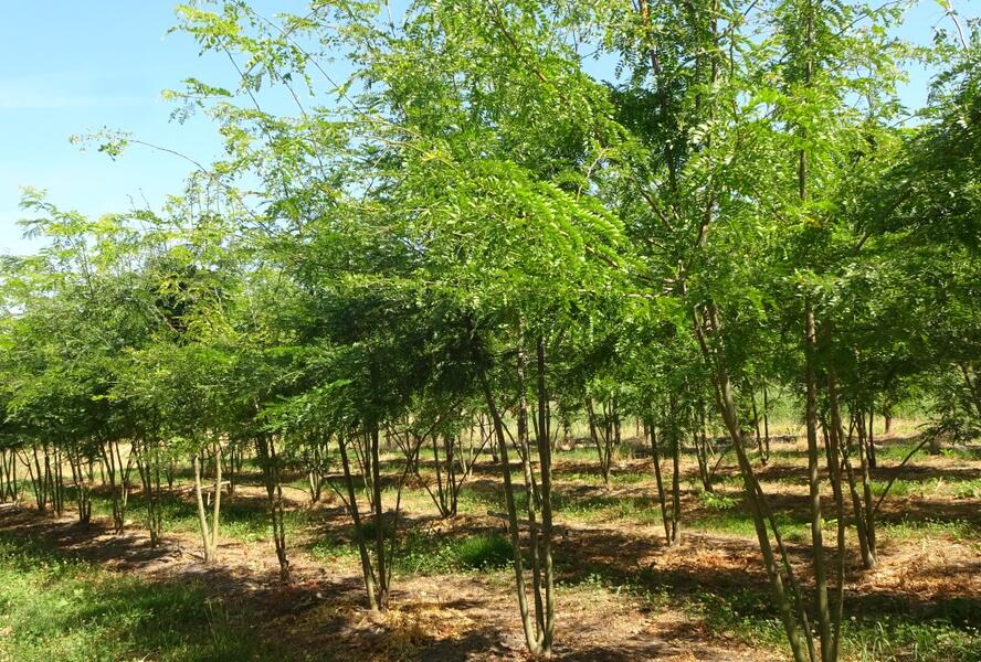 Dřezovec trojtrnný 'Inermis' - Gleditsia triacanthos 'Inermis'