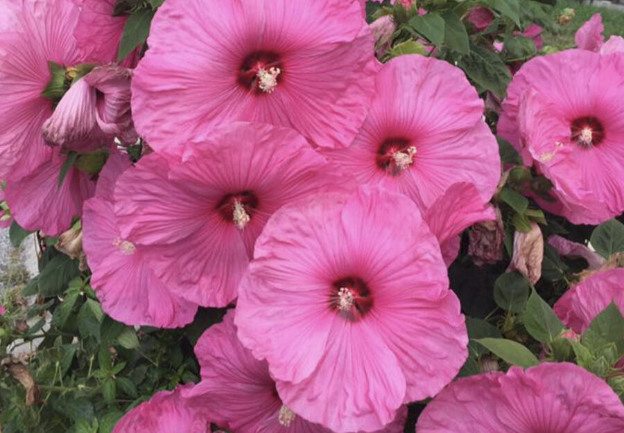 Ibišek bahenní 'Fantasia' - Hibiscus moscheutos 'Fantasia'