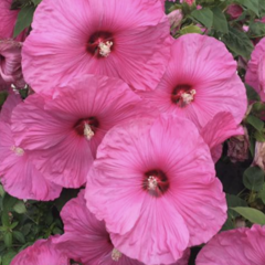 Ibišek bahenní 'Fantasia' - Hibiscus moscheutos 'Fantasia'