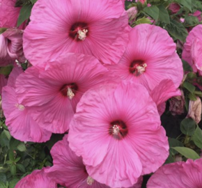 Ibišek bahenní 'Fantasia' - Hibiscus moscheutos 'Fantasia'