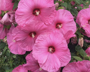 Ibišek bahenní 'Fantasia'