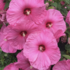 Hibiscus moscheutos 'Fantasia'.png