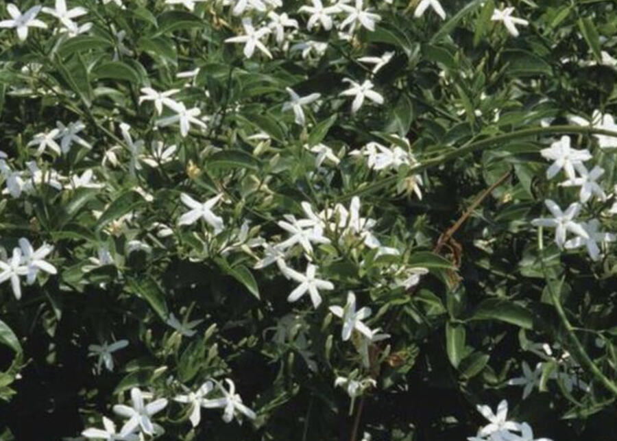 Jasmín pravý - Jasminum officinale