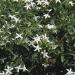 Jasmín pravý - Jasminum officinale