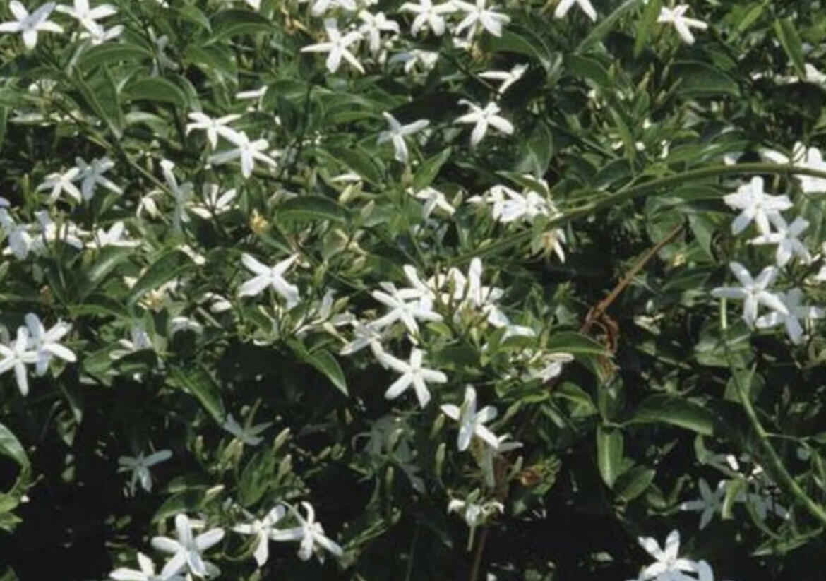 Jasmín pravý - Jasminum officinale