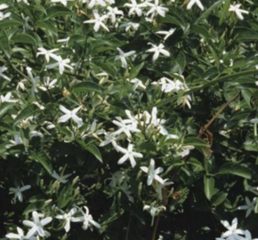 Jasmín pravý - Jasminum officinale