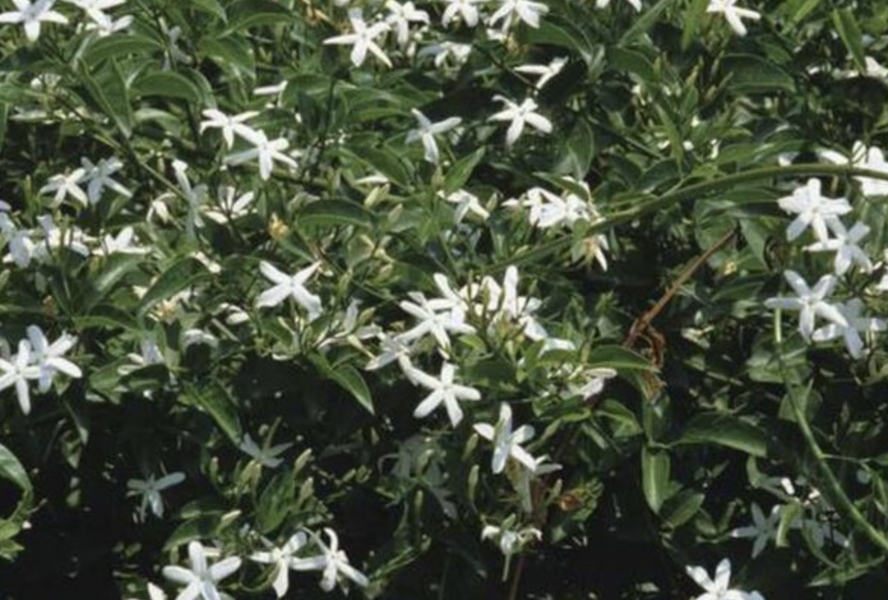 Jasmín pravý - Jasminum officinale