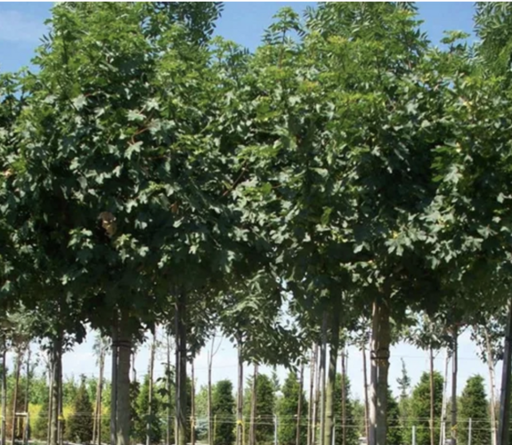 Javor babyka 'Anny's Globe' - Acer campestre 'Anny's Globe'