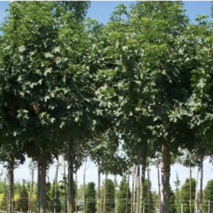 Javor babyka 'Anny's Globe' - Acer campestre 'Anny's Globe'