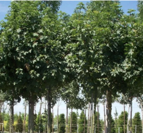 Javor babyka 'Anny's Globe' - Acer campestre 'Anny's Globe'