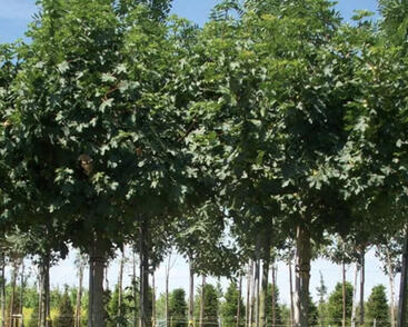 Javor babyka 'Anny's Globe'