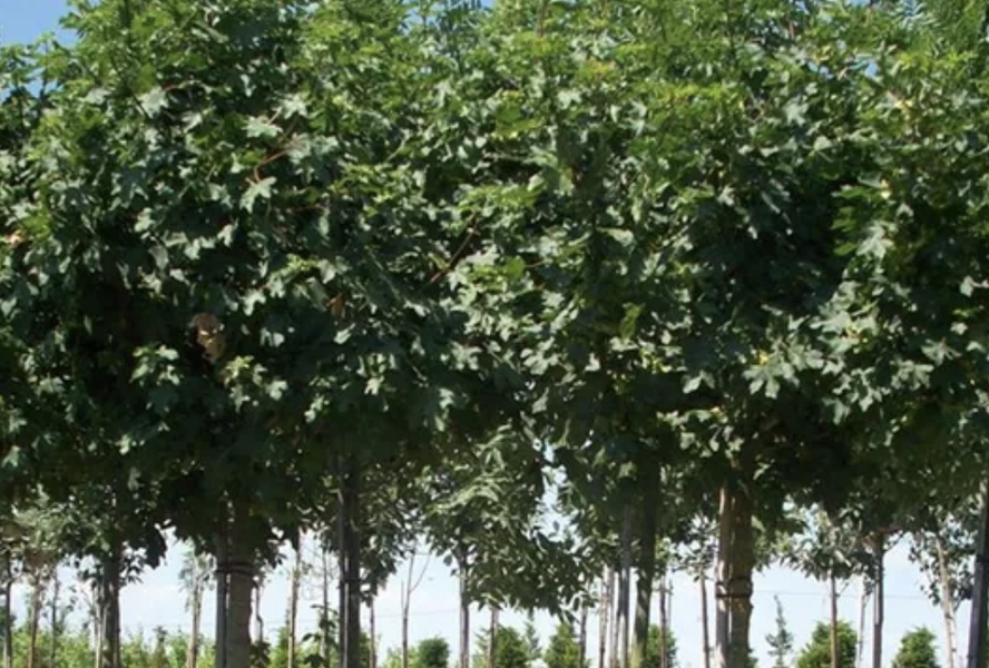 Javor babyka 'Anny's Globe' - Acer campestre 'Anny's Globe'