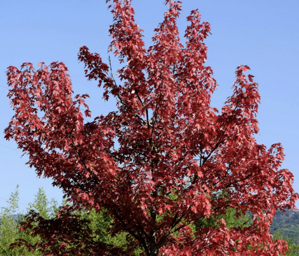 Javor červený 'Summer Red' - Acer rubrum 'Summer Red'
