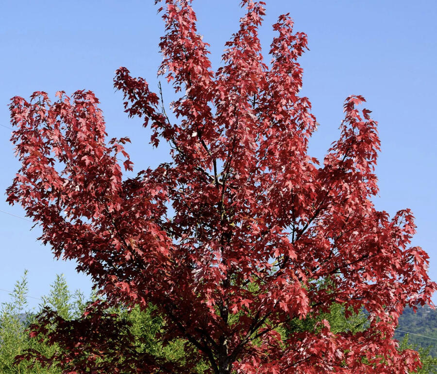 Javor červený 'Summer Red' - Acer rubrum 'Summer Red'