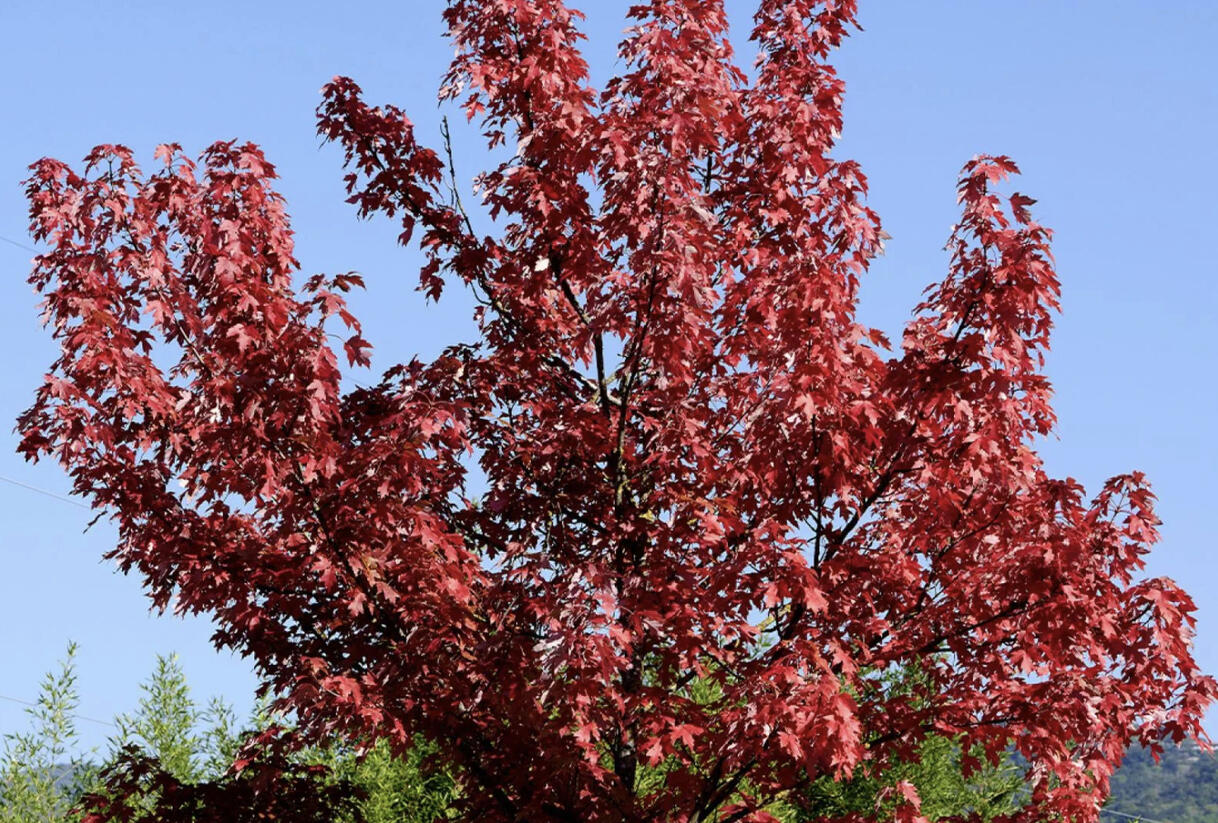 Javor červený 'Summer Red' - Acer rubrum 'Summer Red'