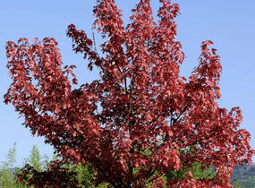 Javor červený 'Summer Red' - Acer rubrum 'Summer Red'