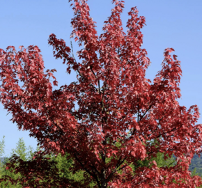Javor červený 'Summer Red' - Acer rubrum 'Summer Red'