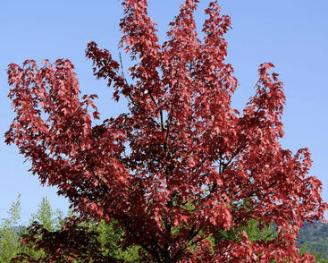 Javor červený 'Summer Red'