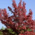 Acer rubrum 'Summer Red'.png