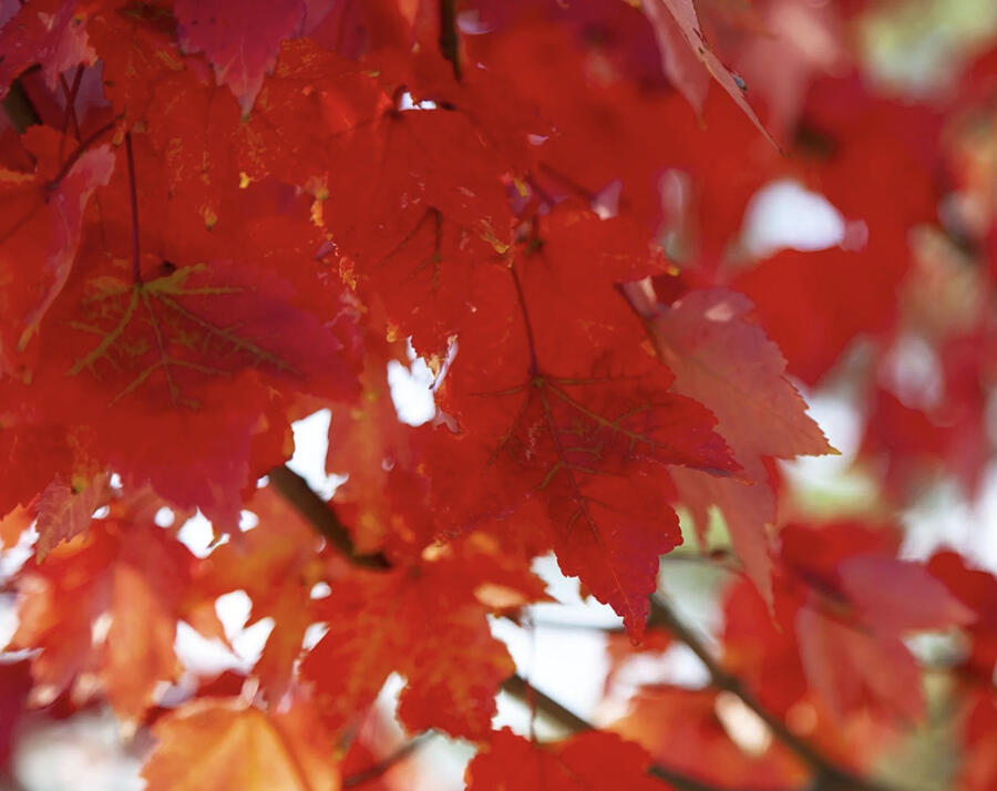 Javor červený 'Summer Red' - Acer rubrum 'Summer Red'
