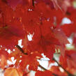 Javor červený 'Summer Red' - Acer rubrum 'Summer Red'