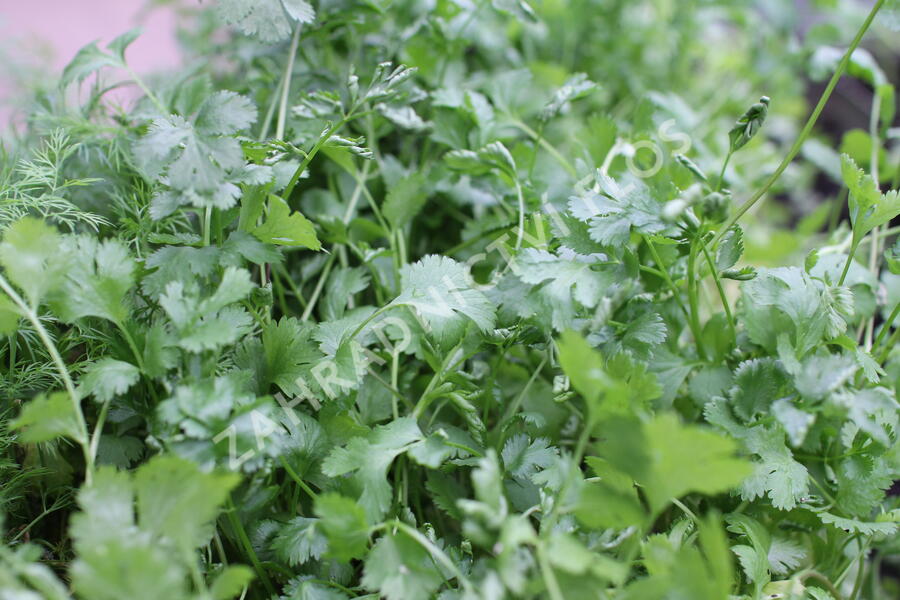 Koriandr setý - Coriandrum sativum