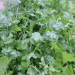 Koriandr setý - Coriandrum sativum