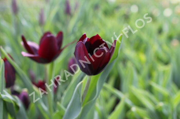 Tulipán Triumph 'Continental' - Tulipa Triumph 'Continental'