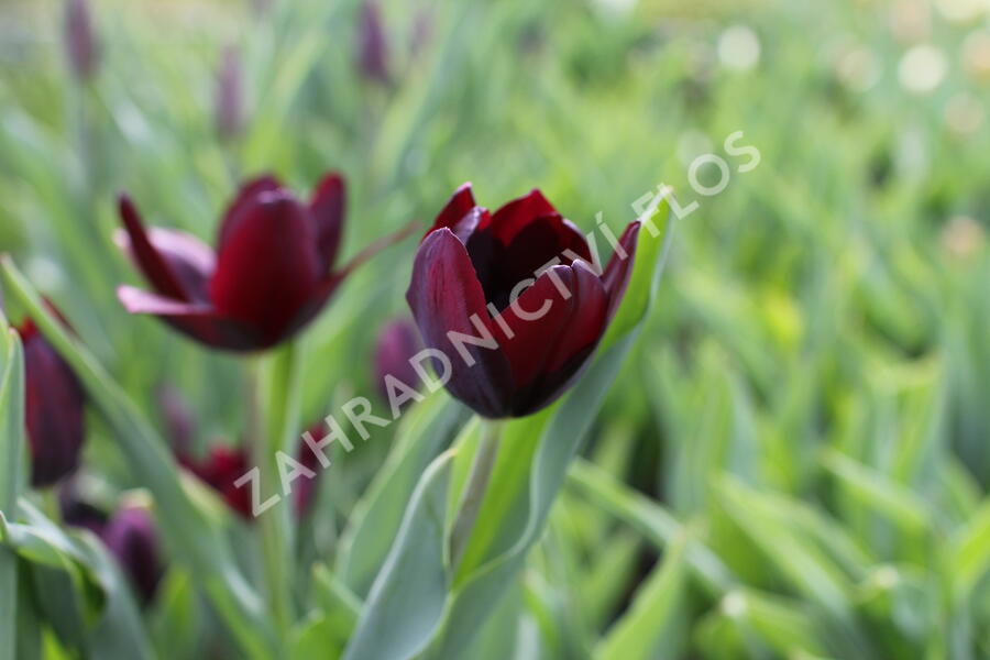 Tulipán Triumph 'Continental' - Tulipa Triumph 'Continental'