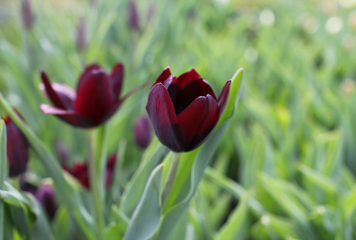 Tulipán Triumph 'Continental' - Tulipa Triumph 'Continental'