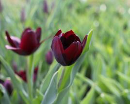 Tulipán Triumph 'Continental'
