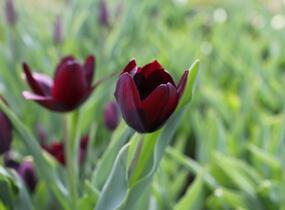 Tulipán Triumph 'Continental' - Tulipa Triumph 'Continental'