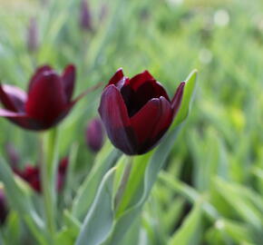 Tulipán Triumph 'Continental' - Tulipa Triumph 'Continental'