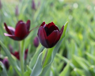 Tulipán Triumph 'Continental'