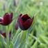Tulipa Triumph 'Continental'_01.JPG