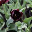 Tulipán Triumph 'Continental' - Tulipa Triumph 'Continental'