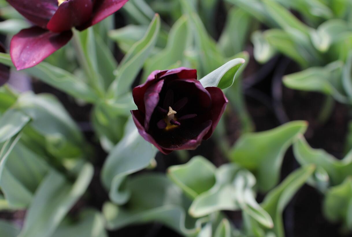Tulipán Triumph 'Continental' - Tulipa Triumph 'Continental'