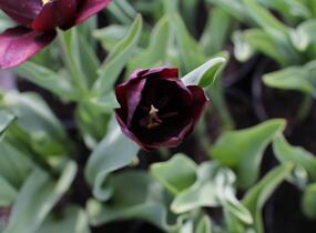 Tulipán Triumph 'Continental' - Tulipa Triumph 'Continental'