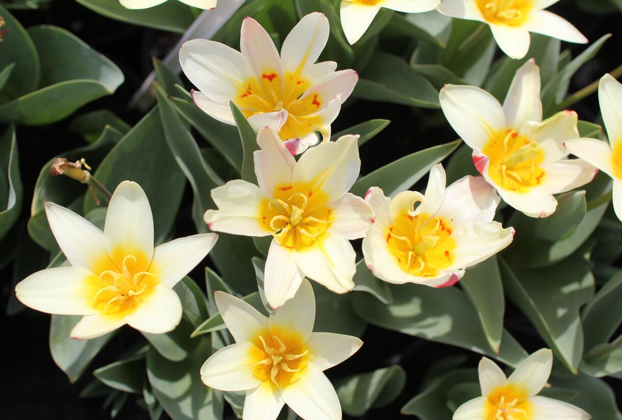 Tulipán Kaufmannův 'The First' - Tulipa Kaufmanniana 'The First'