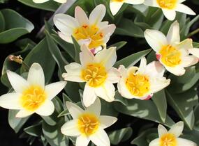 Tulipán Kaufmannův 'The First' - Tulipa Kaufmanniana 'The First'