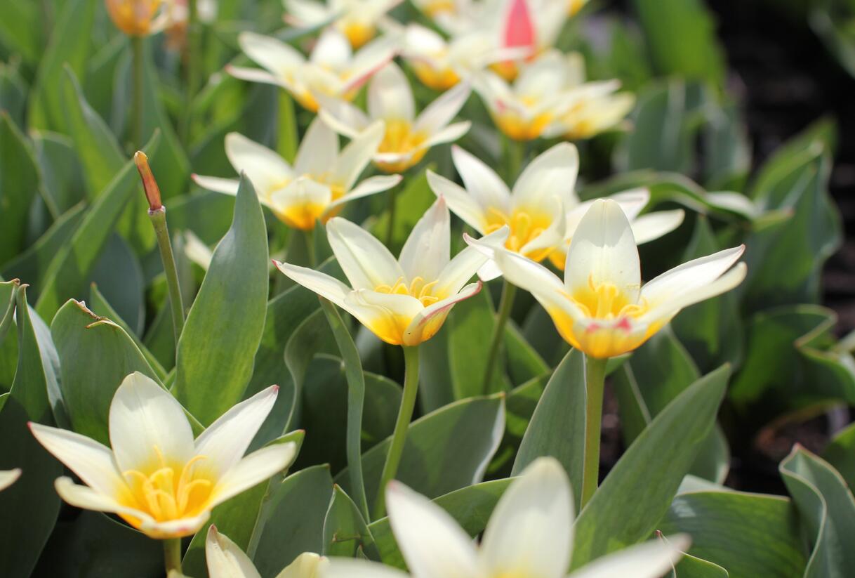 Tulipán Kaufmannův 'The First' - Tulipa Kaufmanniana 'The First'