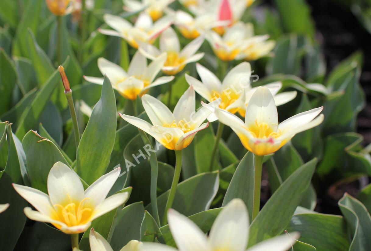 Tulipán Kaufmannův 'The First' - Tulipa Kaufmanniana 'The First'