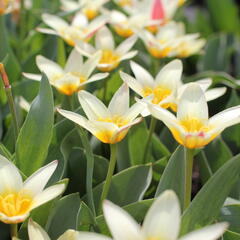 Tulipán Kaufmannův 'The First' - Tulipa Kaufmanniana 'The First'